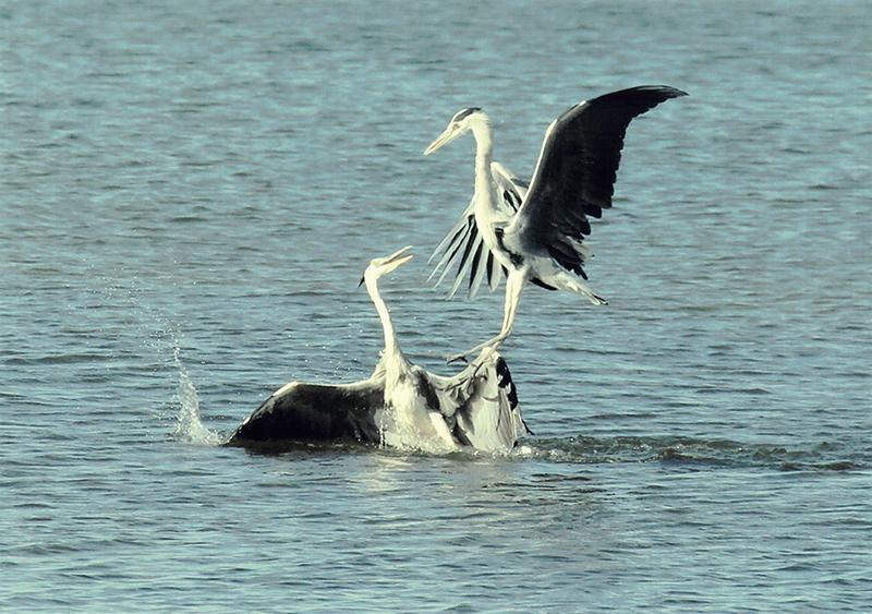 入選 (公社)近畿海事広報協会会長賞 【テリテリ争い】 兵庫県 大池 鐘善
