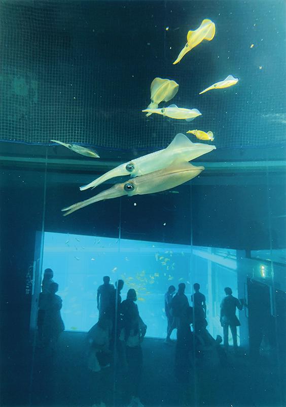 入選 (公社)近畿海事広報協会会長賞 【Shall We Dance】 和歌山県 小串 明璃