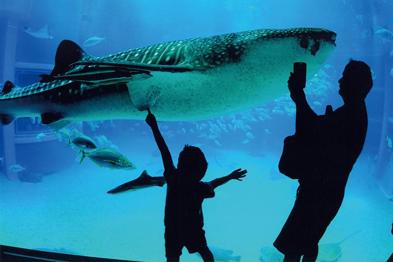 入選 (公社)近畿海事広報協会会長賞 【わ~い、ジンベイザメだぞ】 埼玉県 小西 直昭