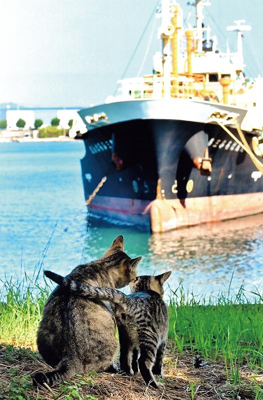 入選 (公社)近畿海事広報協会会長賞 【海辺の猫】 愛媛県 皆川 春奈